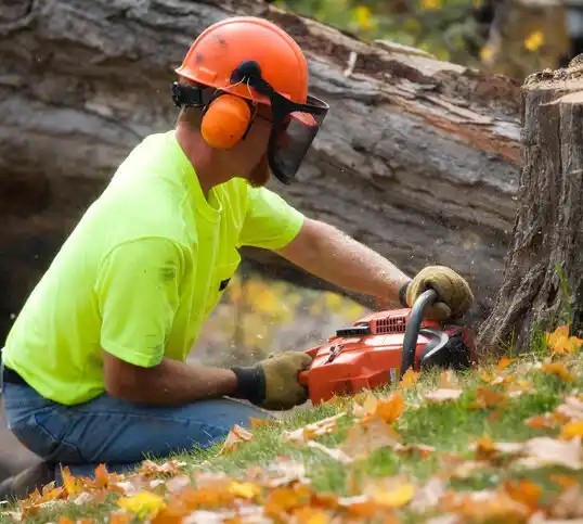 tree services King Arthur Park